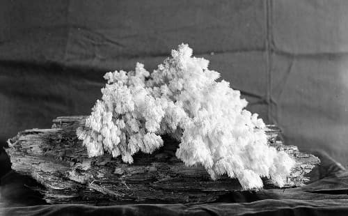Hericium coralloides, Coral Tooth or Comb Tooth mushroom plant specimens growing on tree bark, displayed on a table. Hydnum mushroom plant