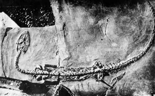 Nothosaurid in Black and White